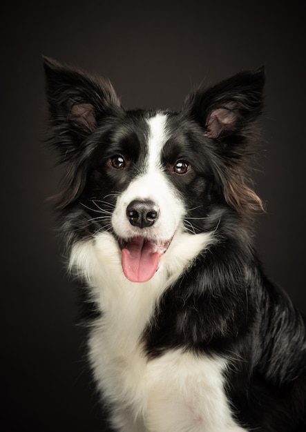 Photo border collie