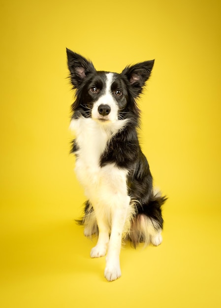 Photo border collie