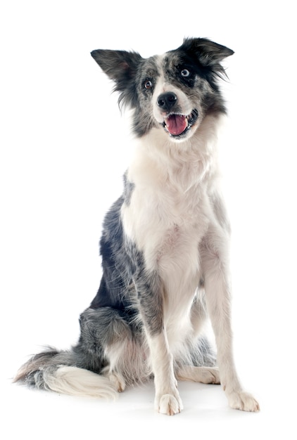 Border collie