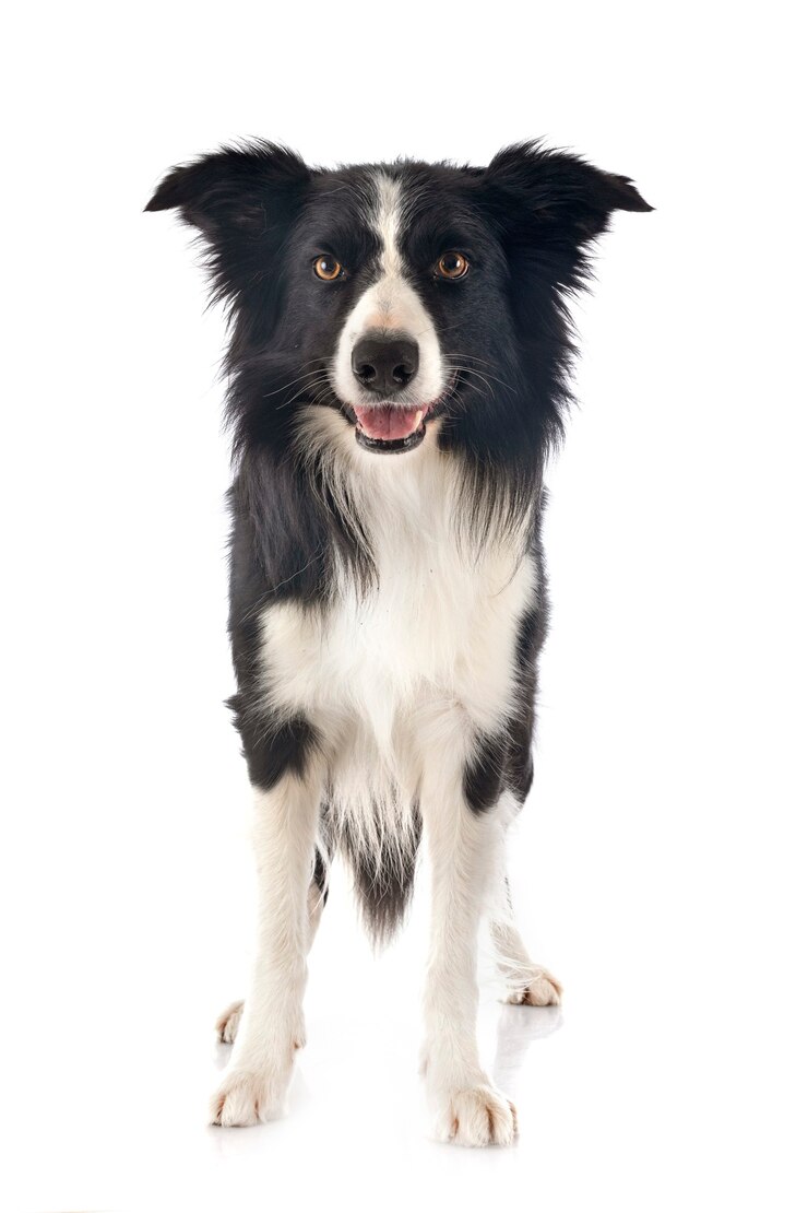 Foto border collie