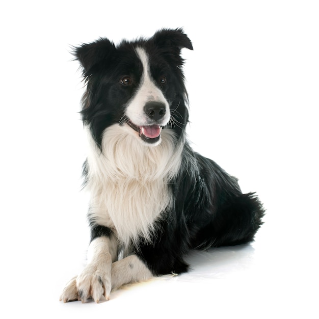 border collie