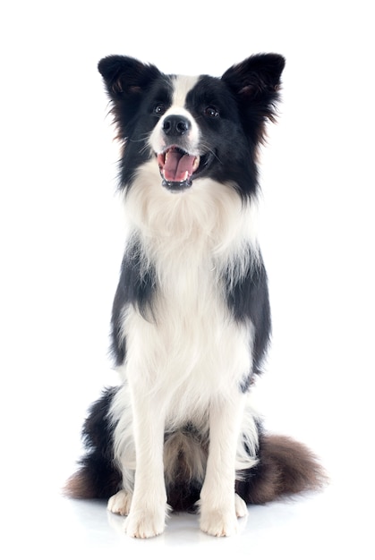 border collie