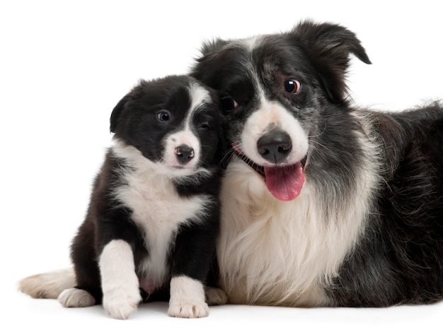 Border Collies interactie