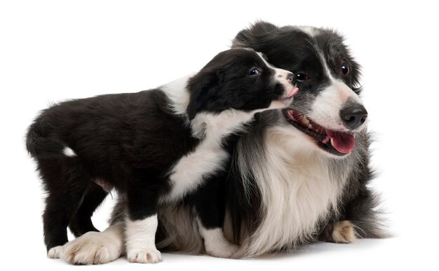 Border Collies interacting 