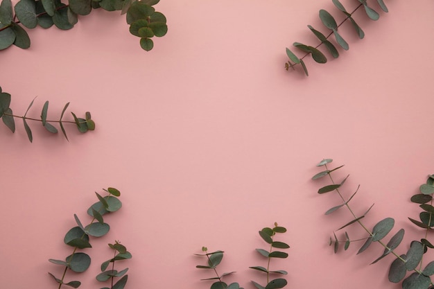 Border of eucalyptus leaves on a pastel pink background lay flat