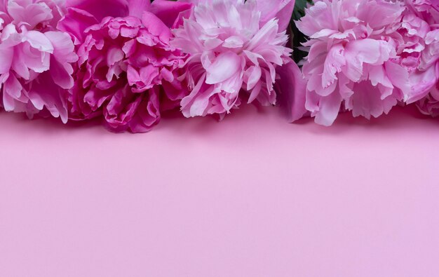 Border of flowers pink peony pink background