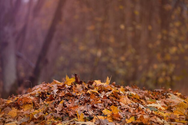 Border frame of autumn leaves falling on landscape background Colorful foliage in the park