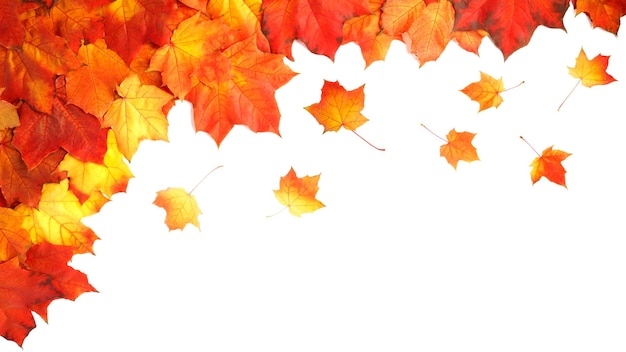 border frame of colorful autumn leaves isolated on white