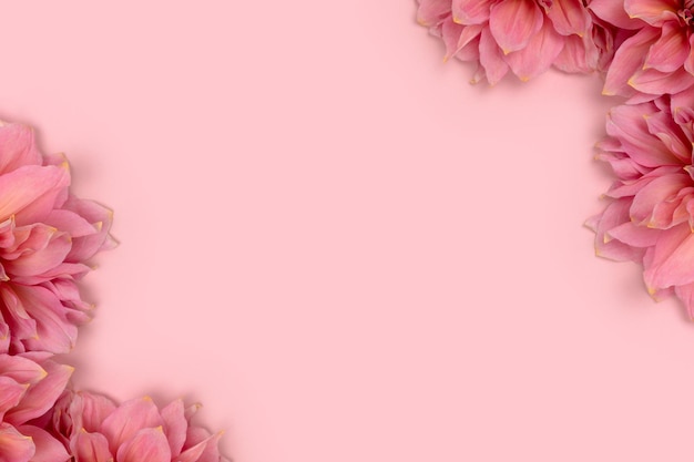 Border frame made of dahlia flowers on a pink background