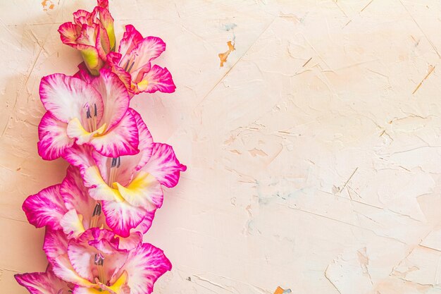 Foto cornice di confine fatta di gladiolo rosa su sfondo rosa di cemento modello di gladiolo con spazio per il testo biglietto di auguri per le vacanze vista dall'alto piatta di san valentino cornice di fiori