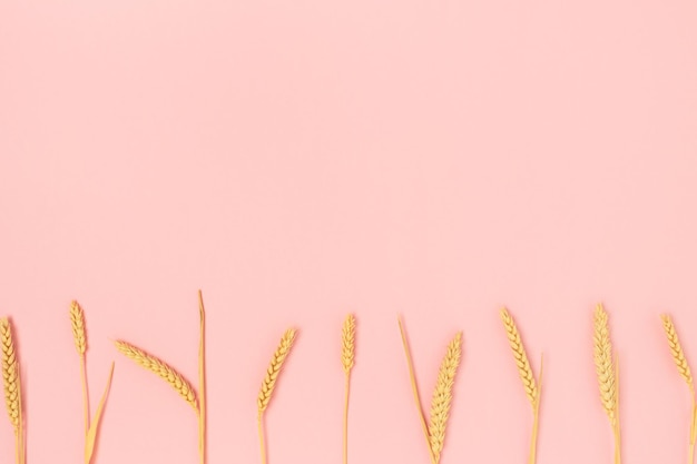 Border frame made of wheat spikelets on a pink background