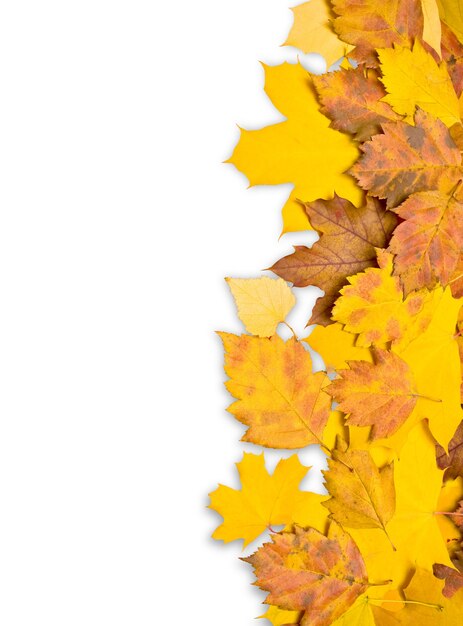 Фото Пограничная рамка из красочных осенних листьев, изолированные на белом фоне