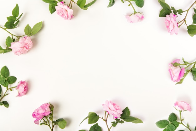 Border frame with pink roses isolated