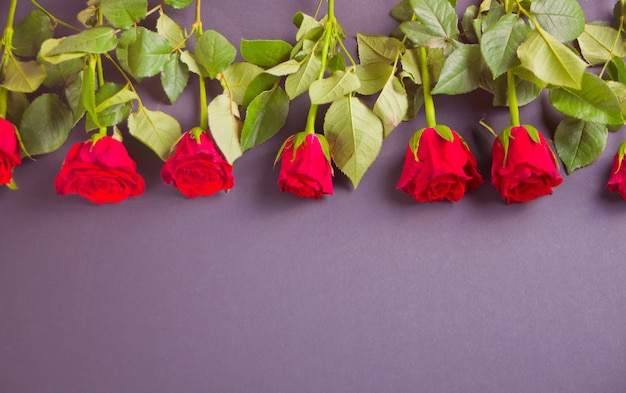 Border of fresh red roses on dark background. Copy space.