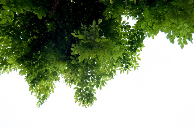 Граница из зеленых листьев и веток дерева на белом фоне