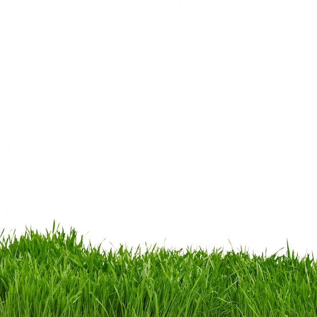 Border of green natural grass. Isolated on white.