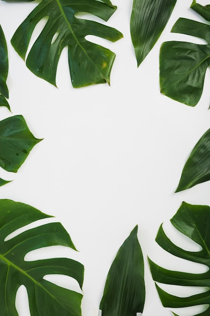 Border made with monstera leaves on white background