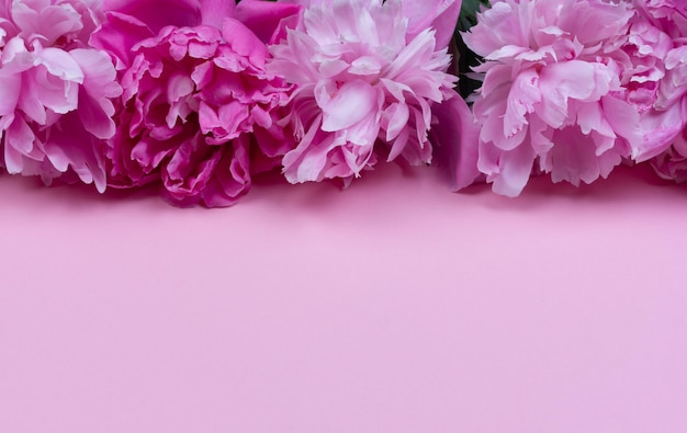 Фото Граница цветов розовый пион розовый фон