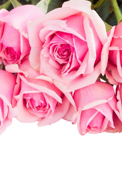 Фото Граница из свежих розовых роз крупным планом на белом фоне