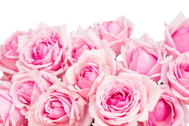 Border  of  pink blooming roses  isolated on white background