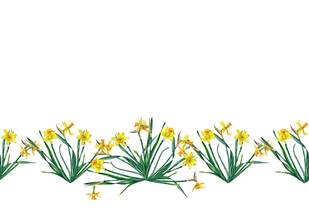 border of realistic yellow narcissuses on stems with leaves. Watercolor illustration.