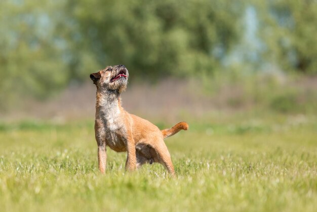 Photo border terrier dog ooking up standing on green grass