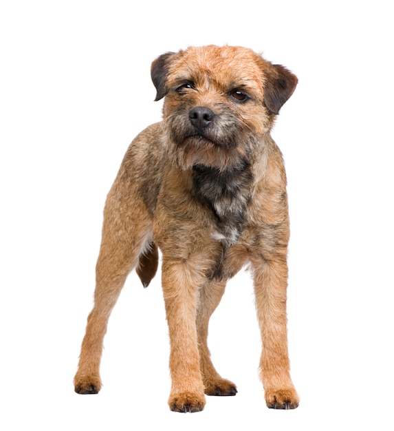 Border terrier dog portrait isolated