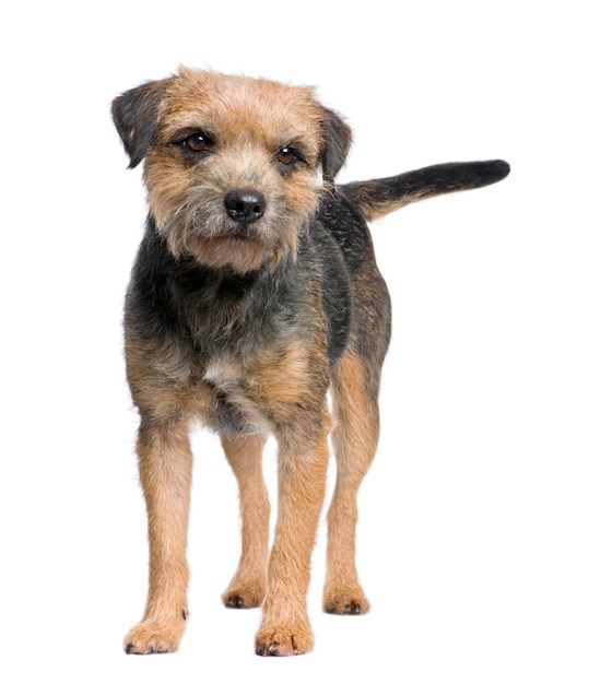 Border terrier dog portrait isolated