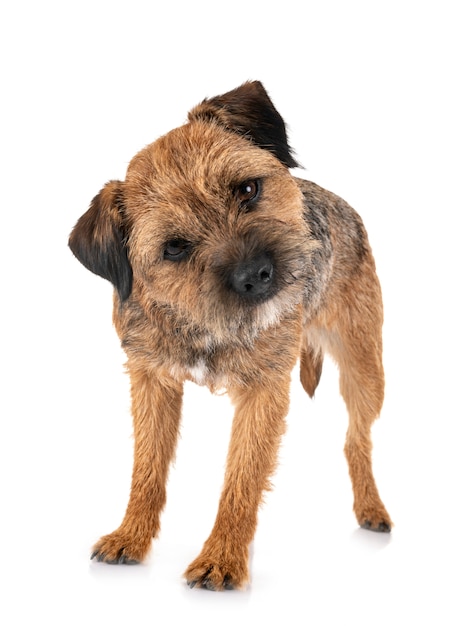 Border terrier isolato