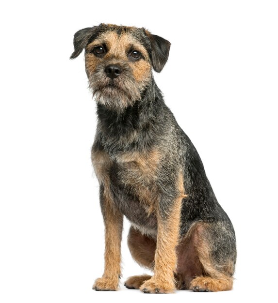 Border terrier sitting in front of a white wall