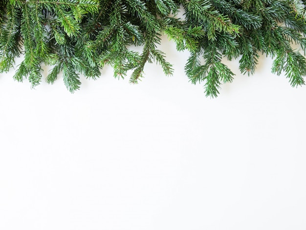 Border Twigs of green fresh evergreen spruce .