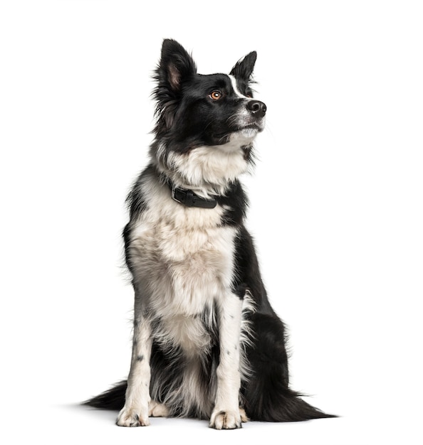 Bordercollie, 1 jaar oud, zit op witte achtergrond