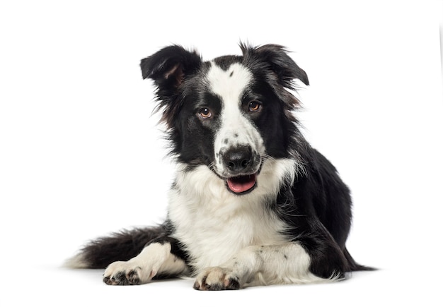 Bordercollie die voor witte achtergrond ligt