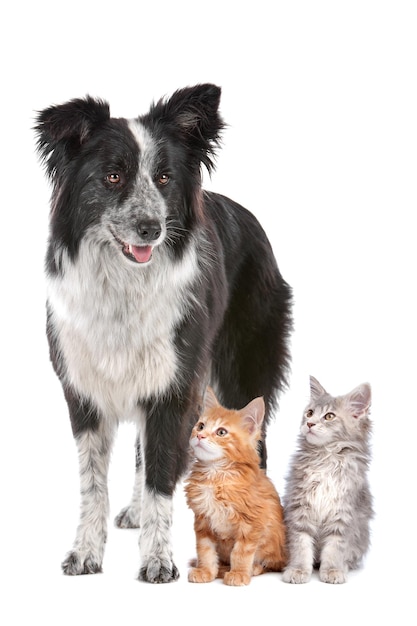 Bordercollie en twee kittens