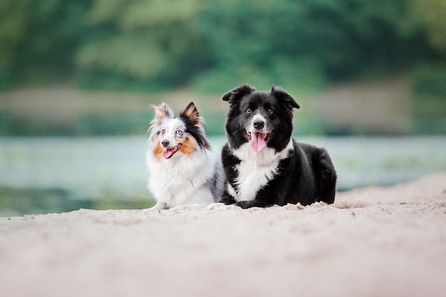 Bordercollie-hond en Shetland-herdershond 's ochtends samen Twee honden op de wandeling Honden spelen