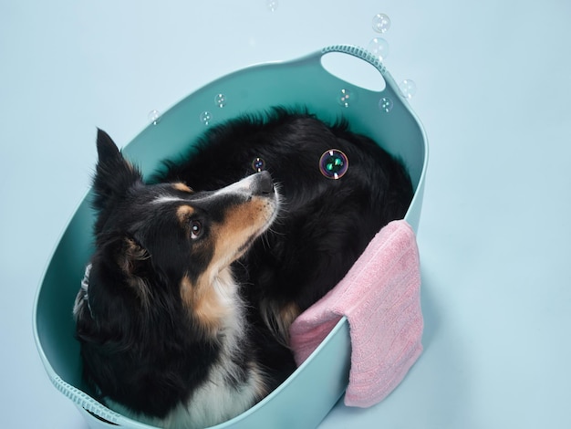 Bordercollie ligt in bad hond Neem een douche Pet wash