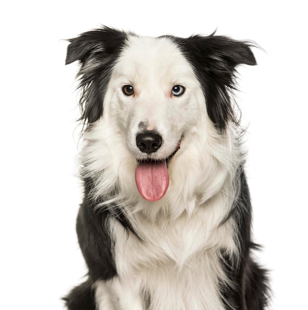 Bordercollie tegen witte achtergrond