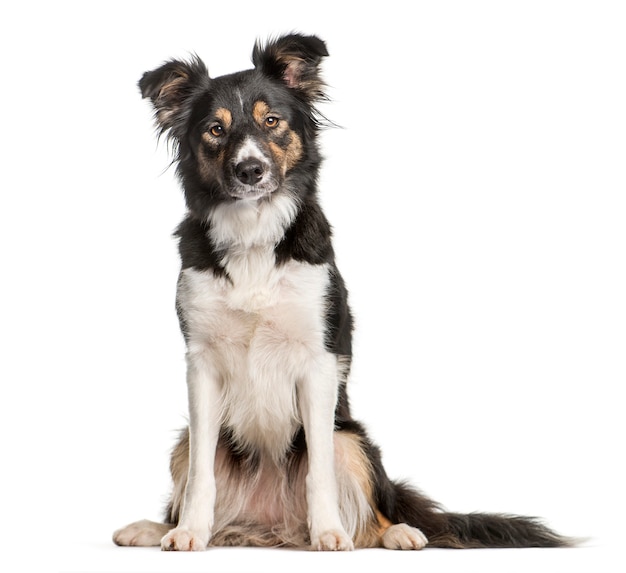 Bordercollie zit voor witte achtergrond