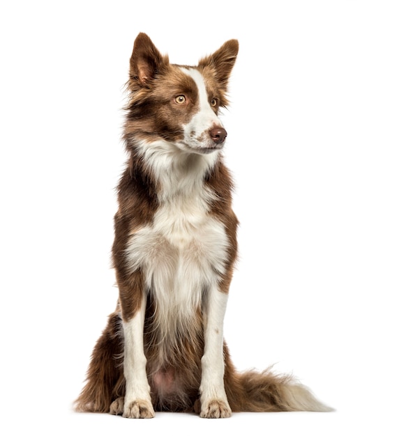 Bordercollie zit voor witte achtergrond