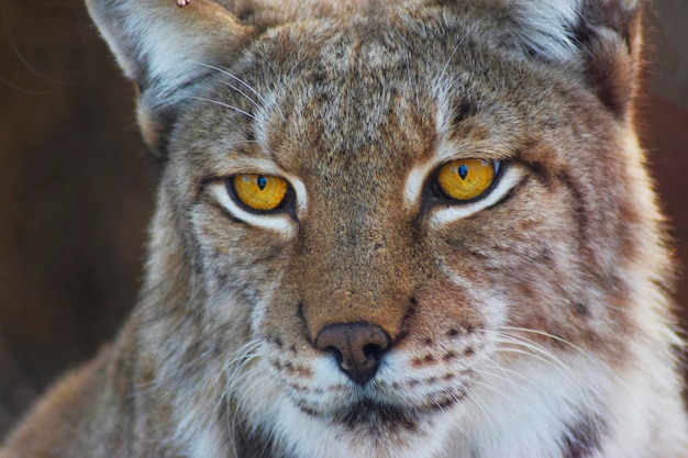 Foto boreaal lynxportret wachtend op zijn prooi