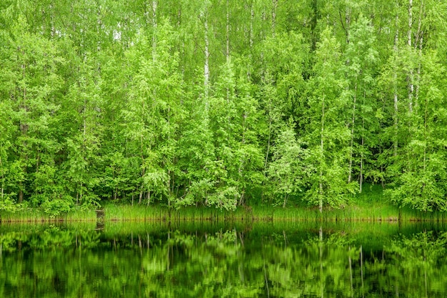 Boreaal Woud weerspiegeld in rivier