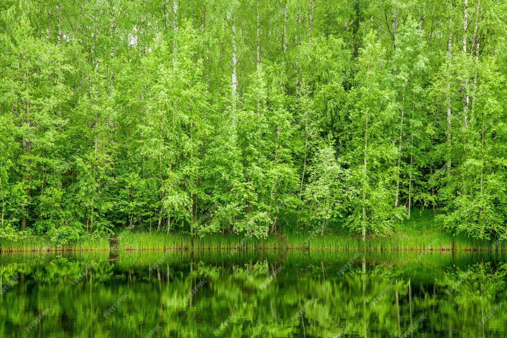 Premium Photo | Boreal forest reflected in river
