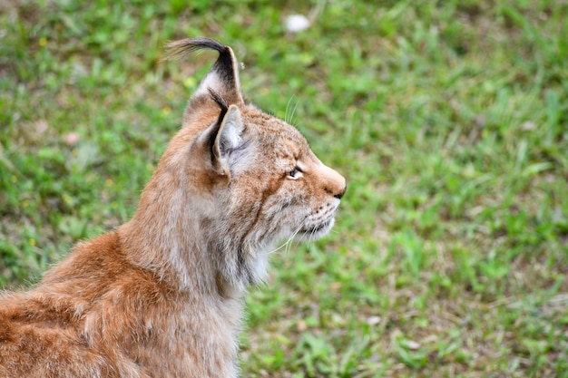 写真 自然環境の北方オオヤマネコ