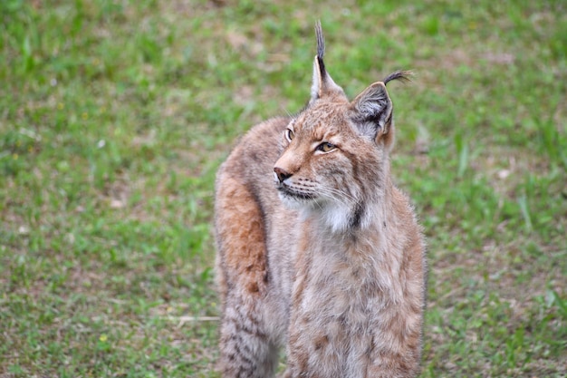 Foto boreale lynx in natuurlijke omgeving