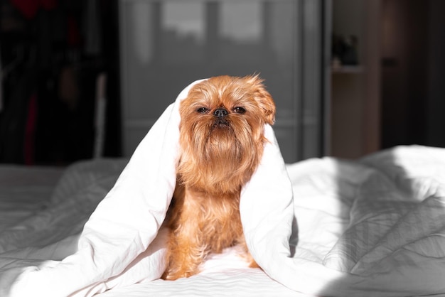 Bored young Brussels Griffon dog under a white blanket A pet warms up under a blanket in cold winter weather