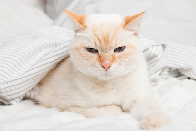 現代的な寝室のライトグレーと白のストリップチェック柄の下で退屈な若い生姜赤混合品種の猫。寒い冬の天候では、ペットは毛布の下で暖まります。ペットフレンドリーでケアのコンセプト。