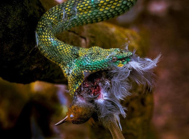 Premium Photo  Bornean keeled green pit viper eat a bird