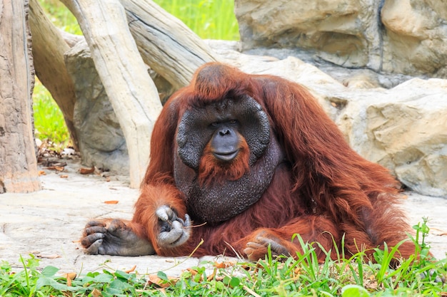 Bornean orang-oetan (Pongo pygmaeus) in Thailand