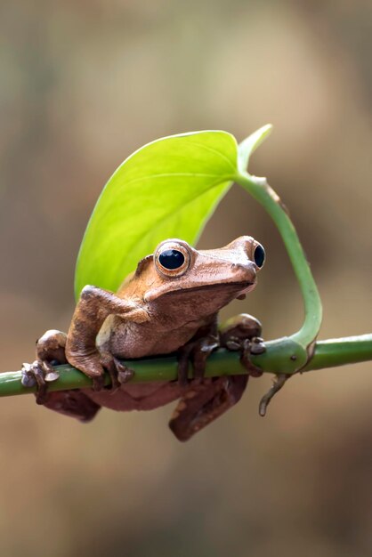 写真 ボルネオの耳の木のカエルが木の枝に