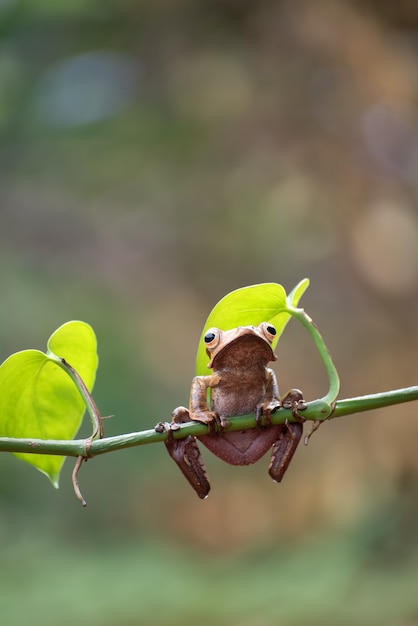 Borneo eared tree frog on tree branch